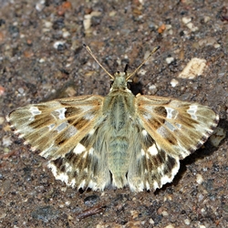 Muschampia lavatherae